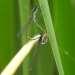 Ischnura elegans (foto L. Piretta, Pino torinese)